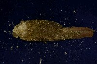 藍腹鷴藏品圖，第6張